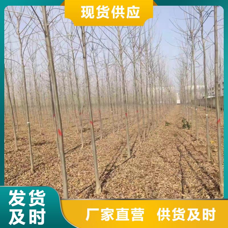 生產(chǎn)法桐小苗的基地