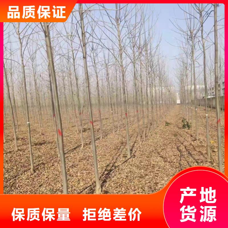【法桐】五角楓產地采購
