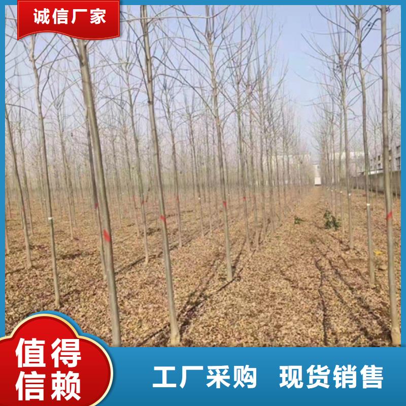 法桐量大從優苗木基地