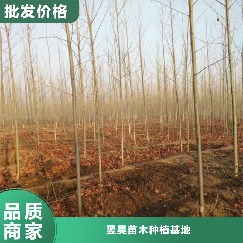 服務(wù)周到的速生法桐廠家