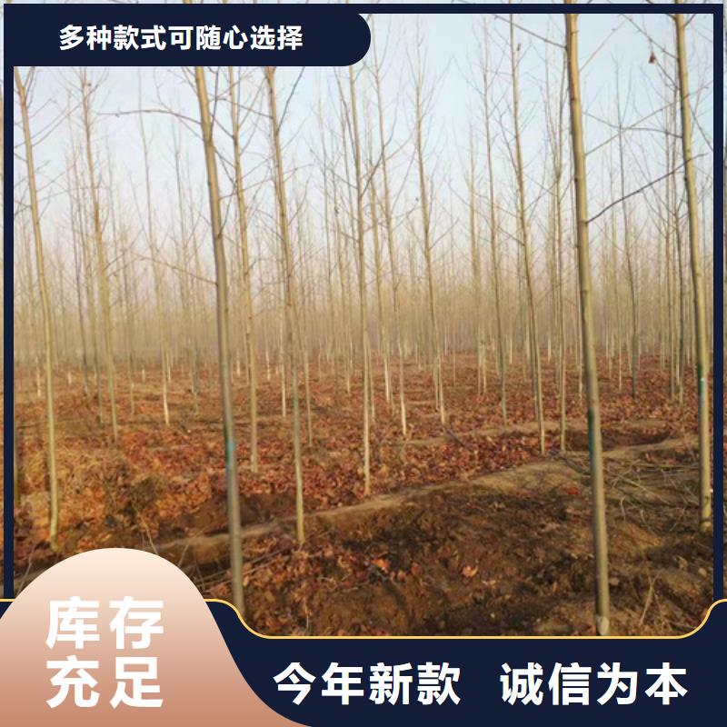 法桐廠家，價廉