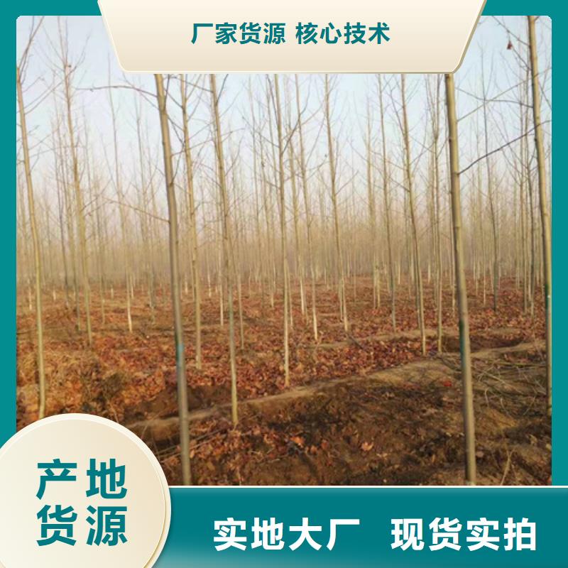 法桐量大從優苗木基地