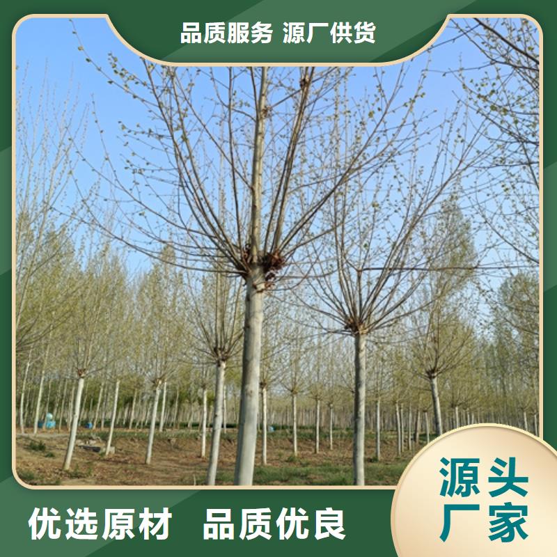法桐價格質量保證綠化苗木