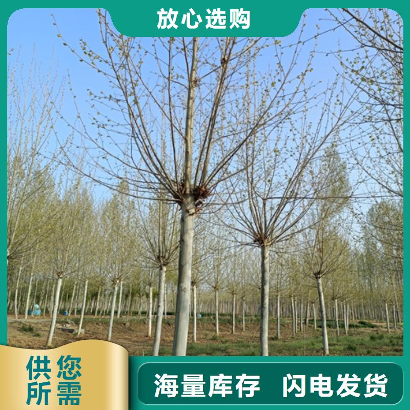 批發(fā)法桐行情_(kāi)誠(chéng)信廠家