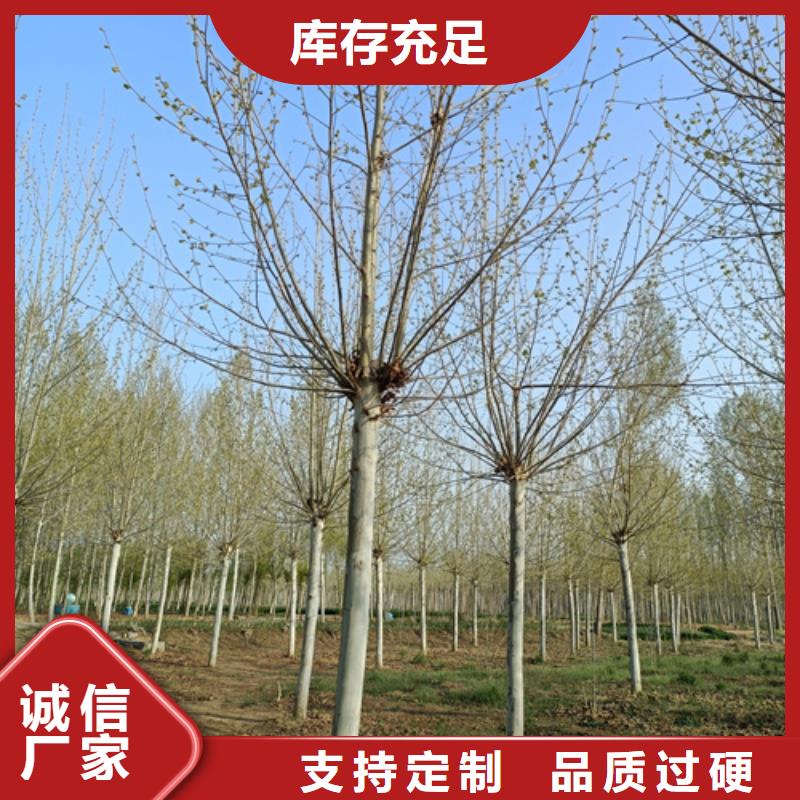 造型法桐用心服務