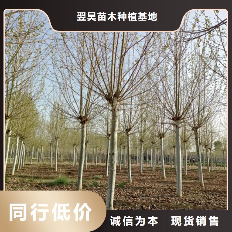 速生法桐貨源充足綠化苗木