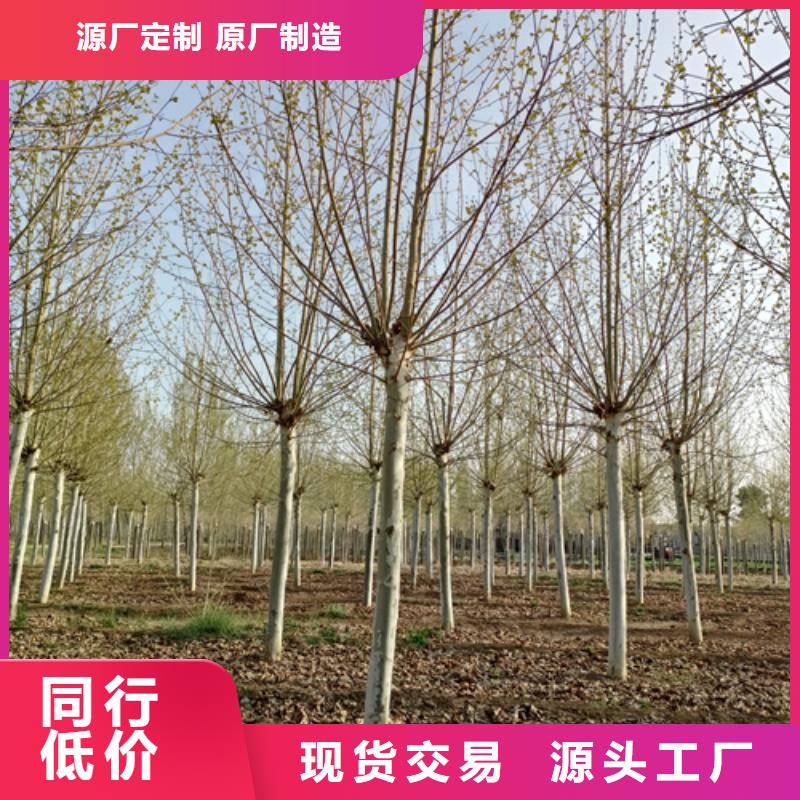 造型法桐定做廠家