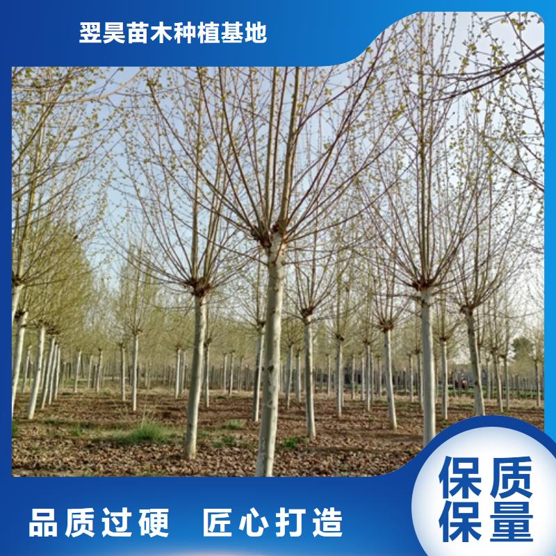 造型法桐售后完善