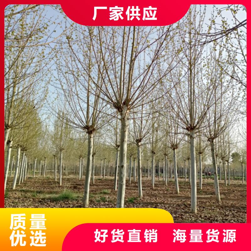 法桐小苗廠家現貨銷售