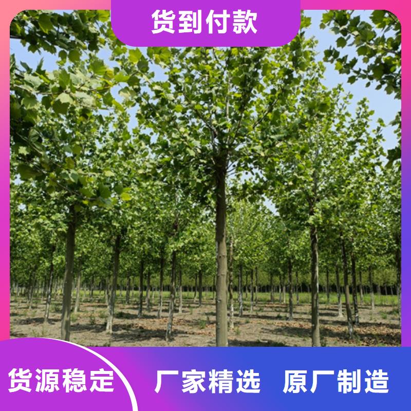 法桐北京欒一個起售
