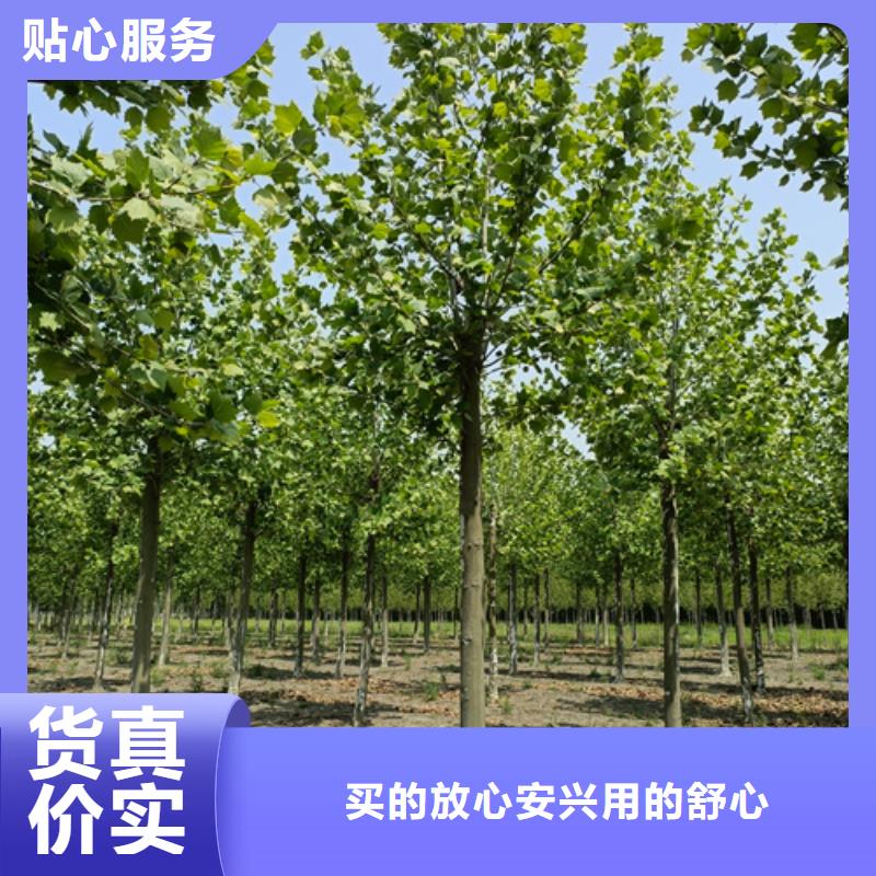 造型法桐隨時(shí)發(fā)貨