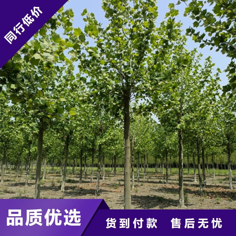 造型法桐支持非標定制