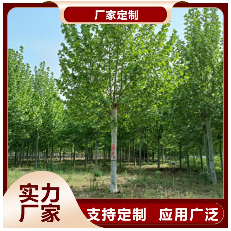 法桐白蜡老客户钟爱