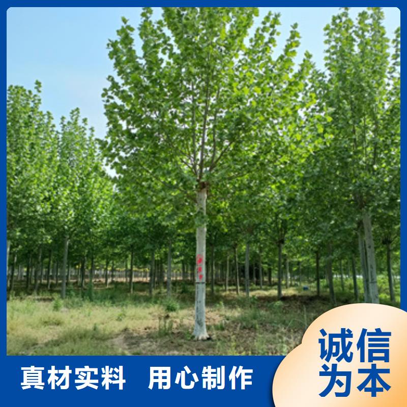 法桐驗貨合格