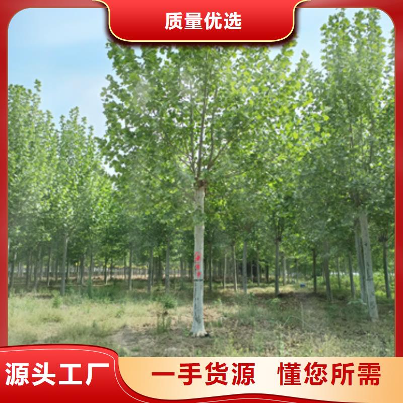支持定制的法桐小苗經銷商