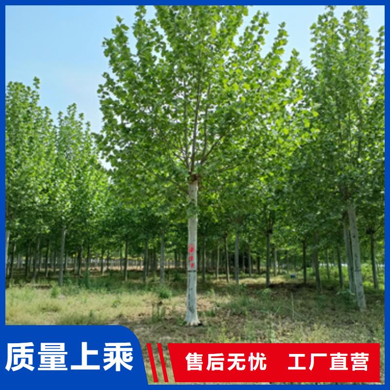 造型法桐廠家/歡迎致電