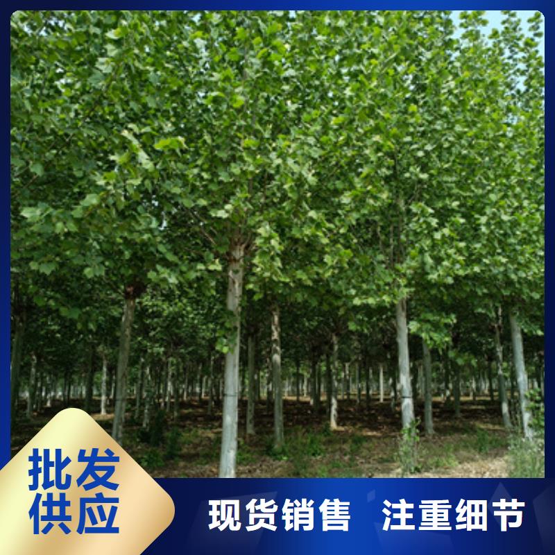 供應法桐廠家