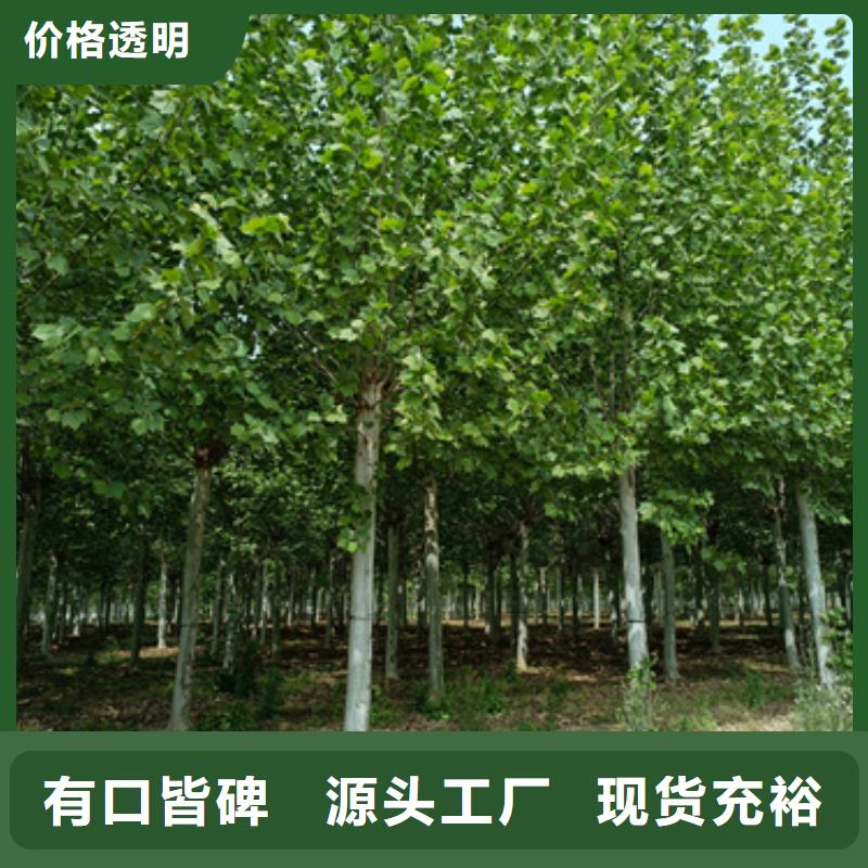 造型法桐-造型法桐質(zhì)優(yōu)