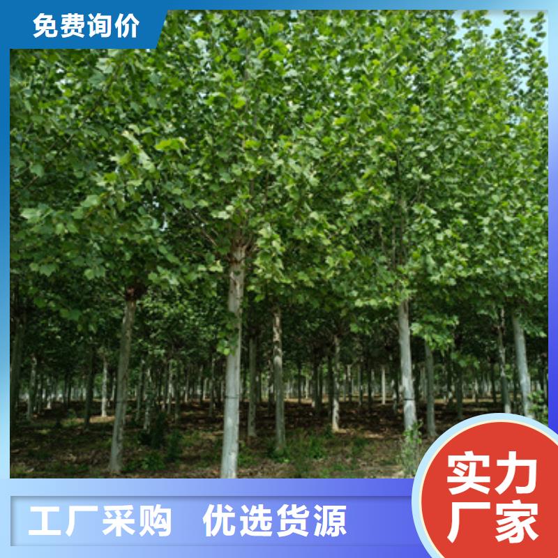 【法桐】五角楓產地采購