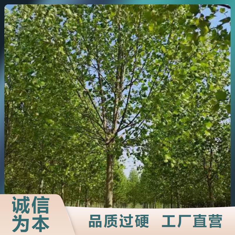 法桐選擇大廠家省事省心