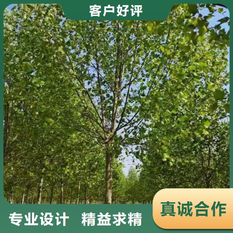 值得信賴的造型法桐廠家