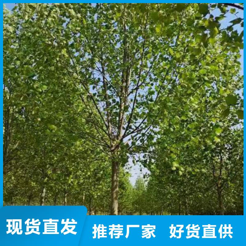 造型法桐放心選擇綠化苗木