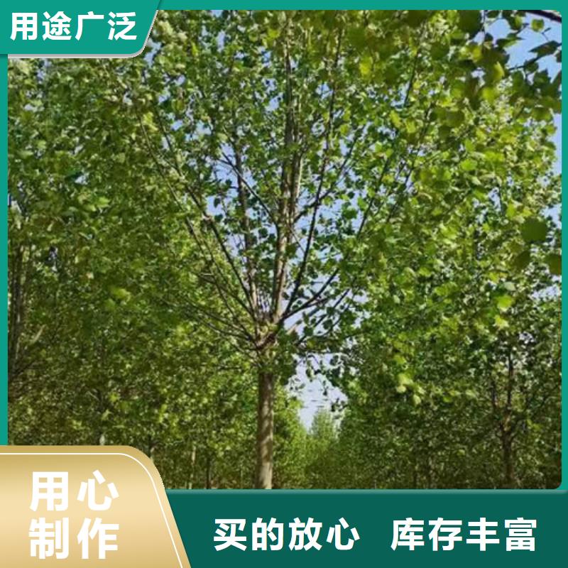 速生法桐包郵現貨直銷