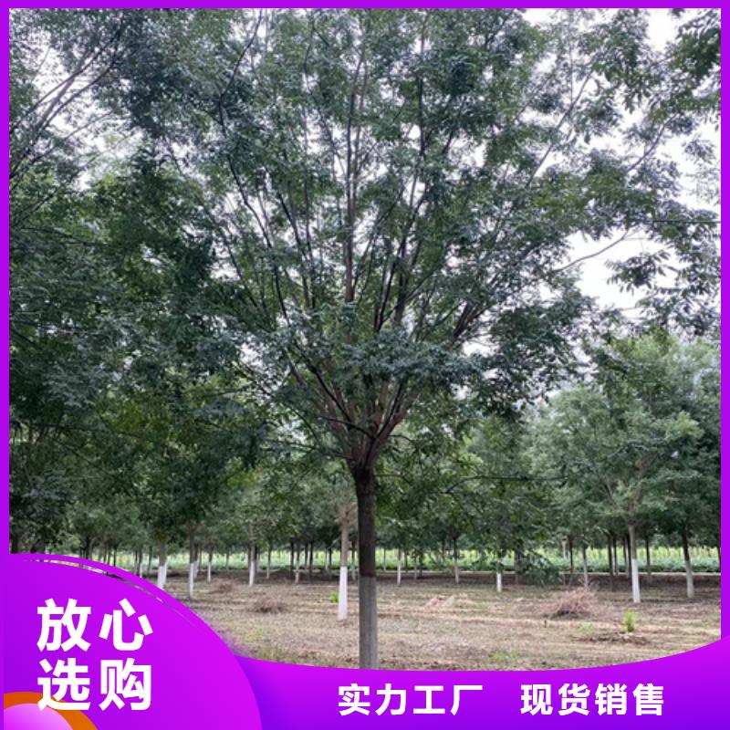 速生法桐質量好的廠家