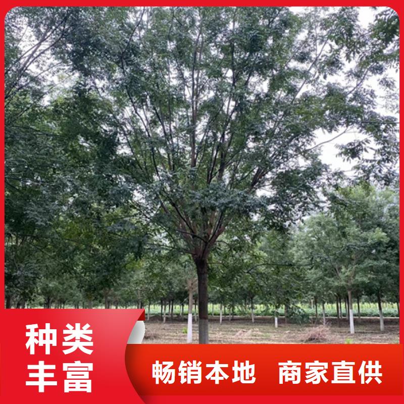 法桐北京栾一个起售