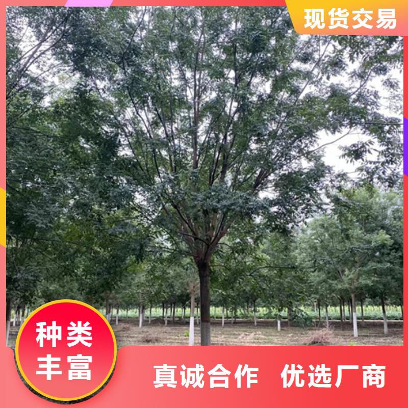 法桐本地配送