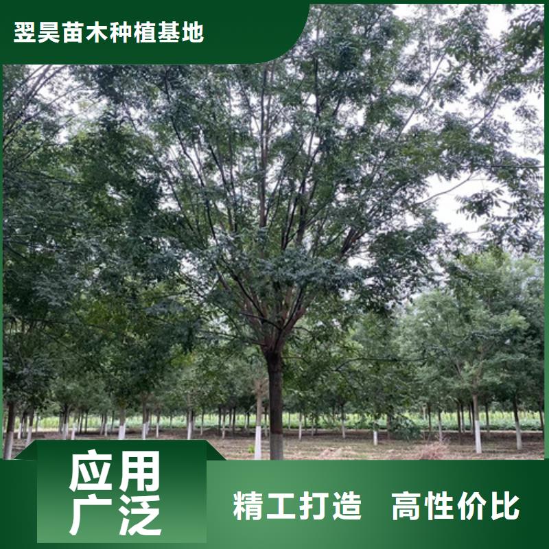 法桐小苗歡迎電詢苗木基地