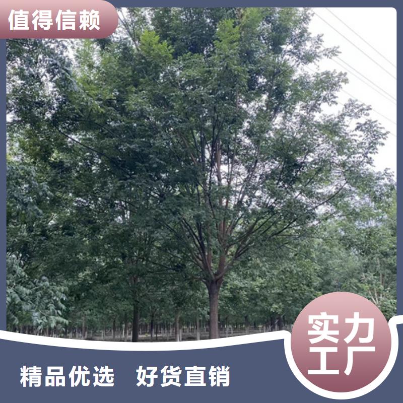 造型法桐放心選擇苗木基地