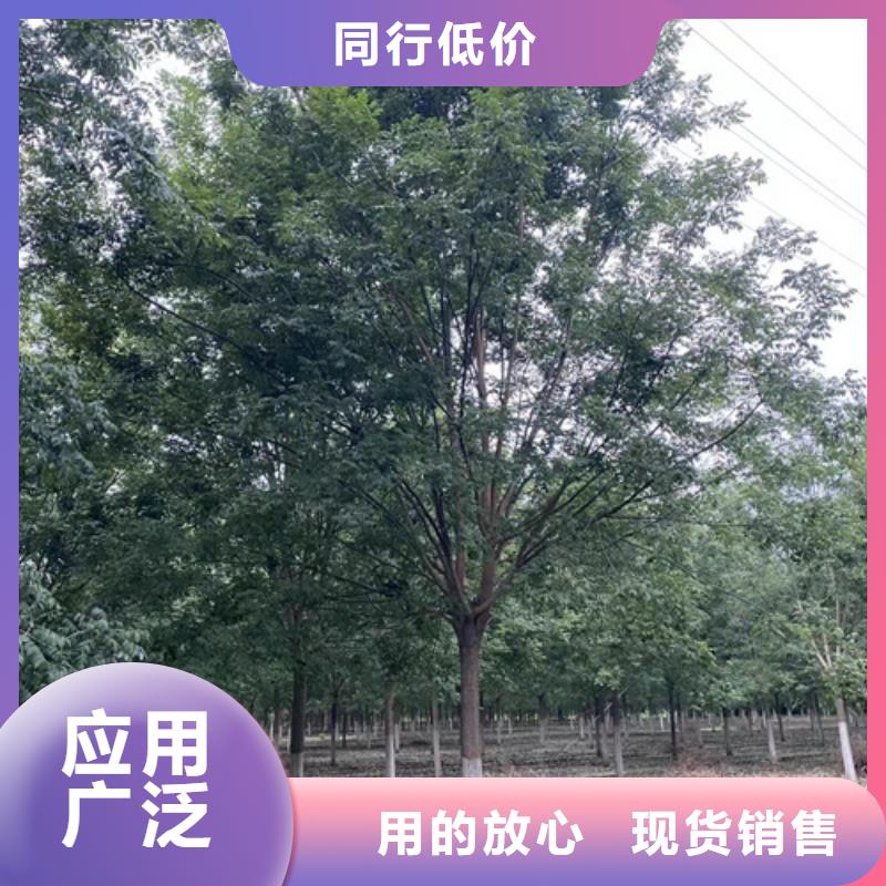 服務(wù)周到的速生法桐廠家