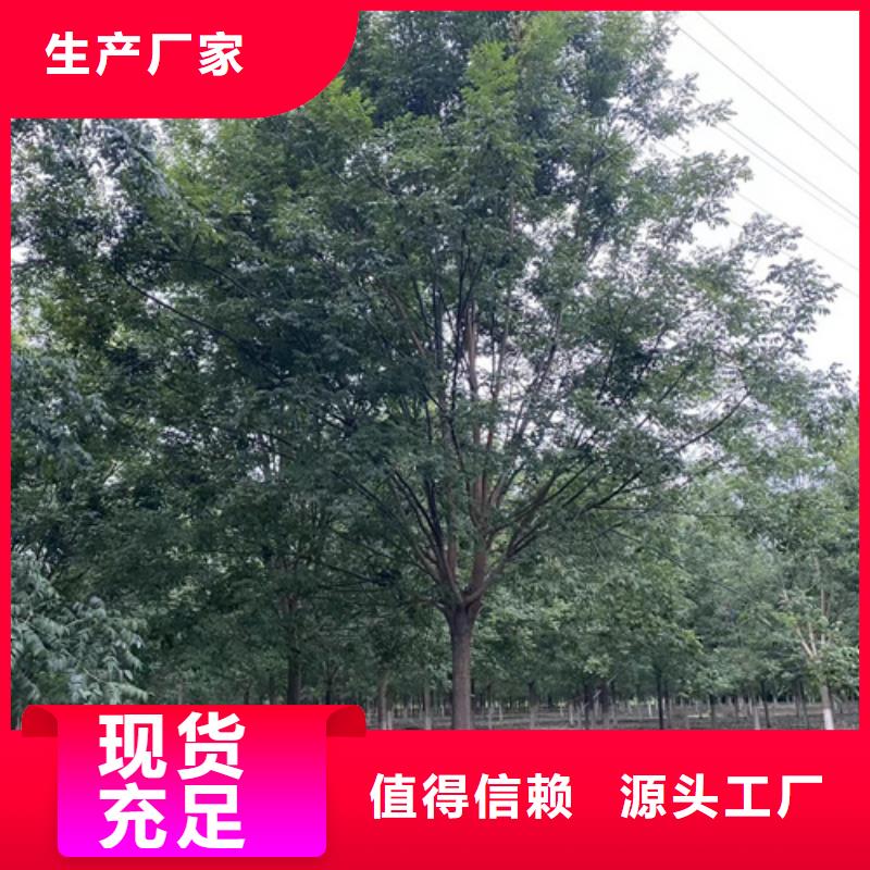 法桐天天低價