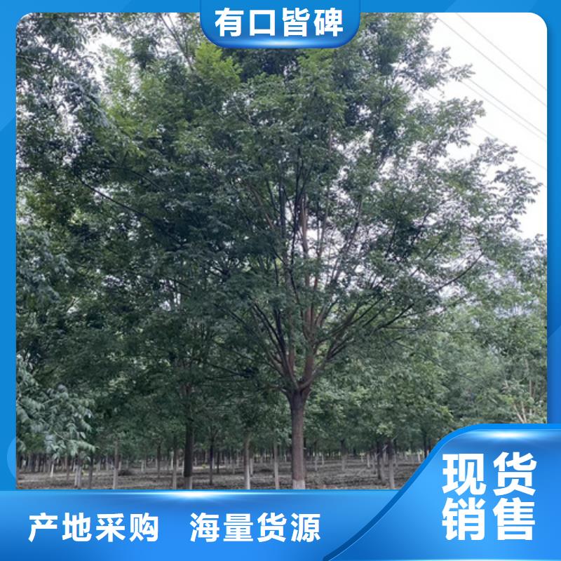 造型法桐隨時(shí)發(fā)貨
