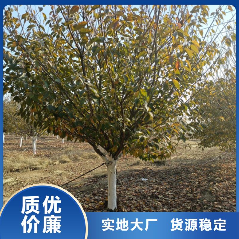 隨時驗廠##造型法桐##實力保障
