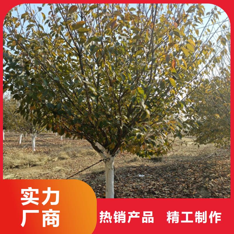 速生法桐種植基地綠化苗木