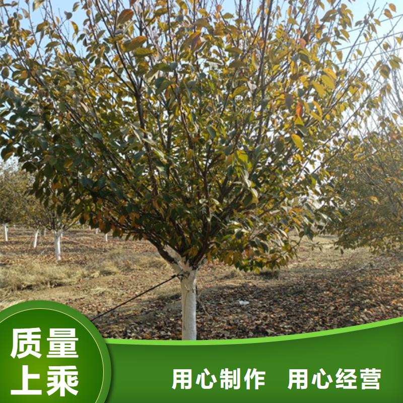 法桐價(jià)格誠(chéng)信企業(yè)綠化苗木