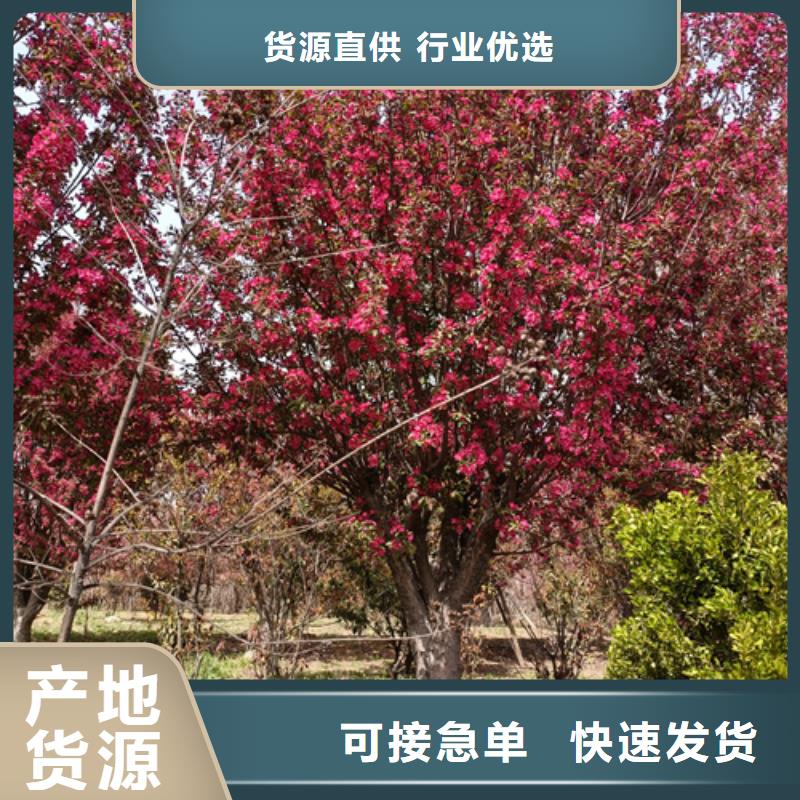 速生法桐現(xiàn)貨直供苗木基地