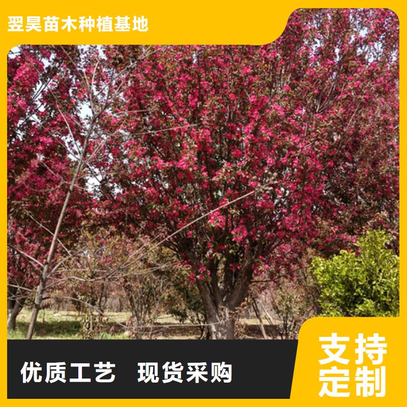 定制法桐行情_品牌廠家