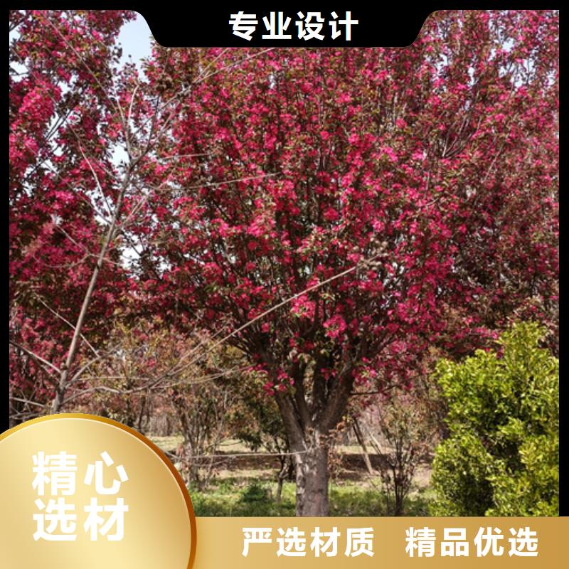 法桐小苗現貨供應_規格全