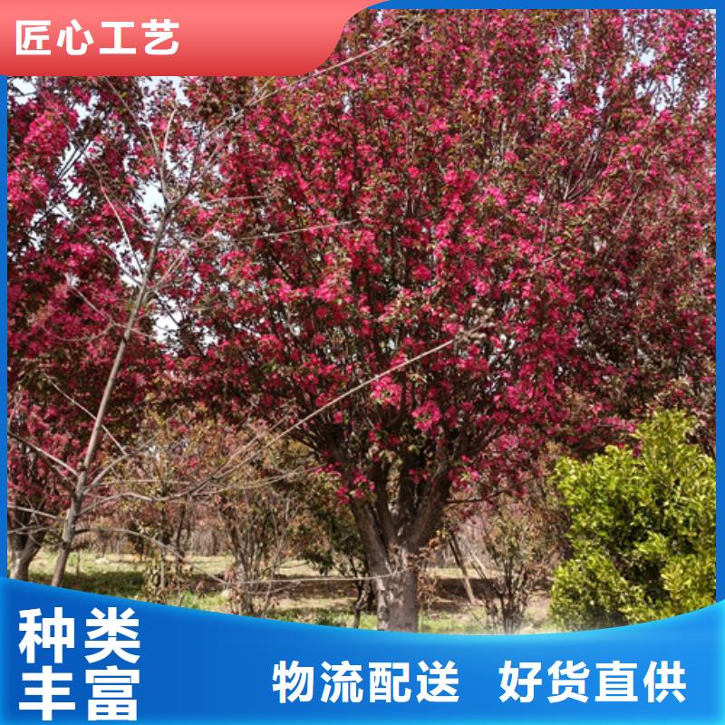 法桐價(jià)格放心選擇綠化喬木