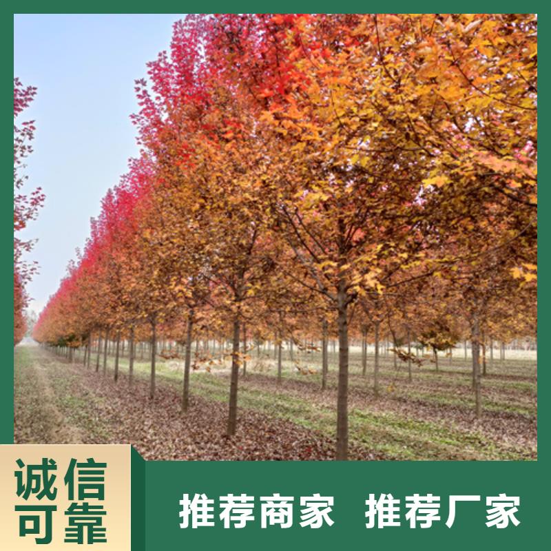 法桐優質之選