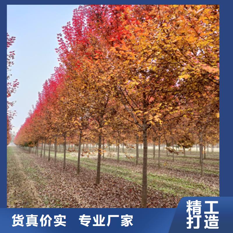 法桐小苗擇優(yōu)苗木基地