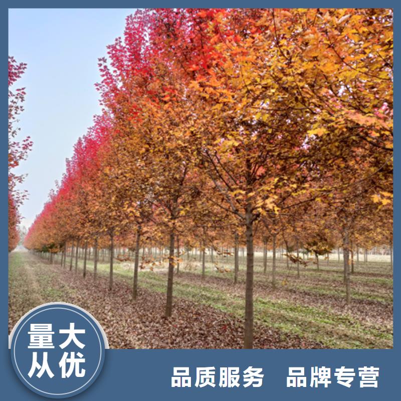 造型法桐單價