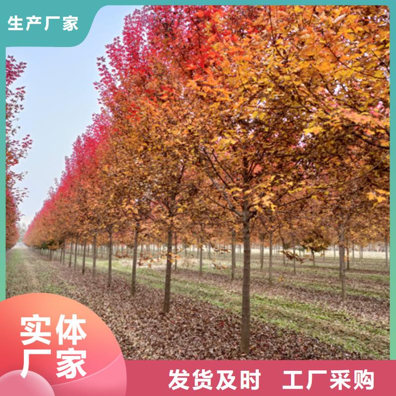值得信賴的速生法桐公司