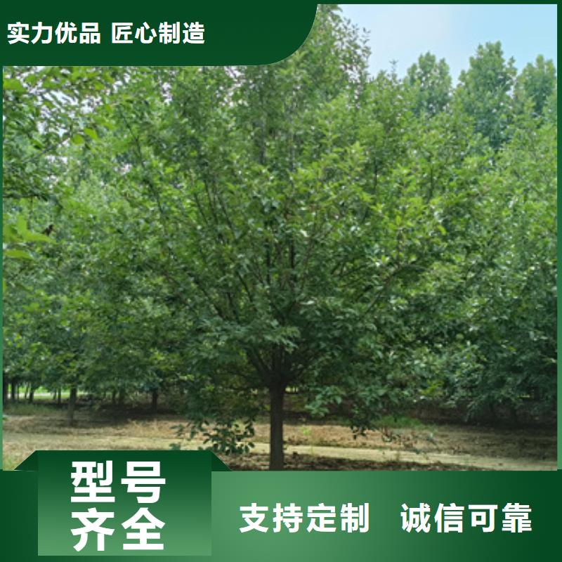 法桐小苗生產廠家支持定制