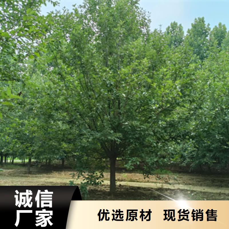法桐小苗廠家技術領先