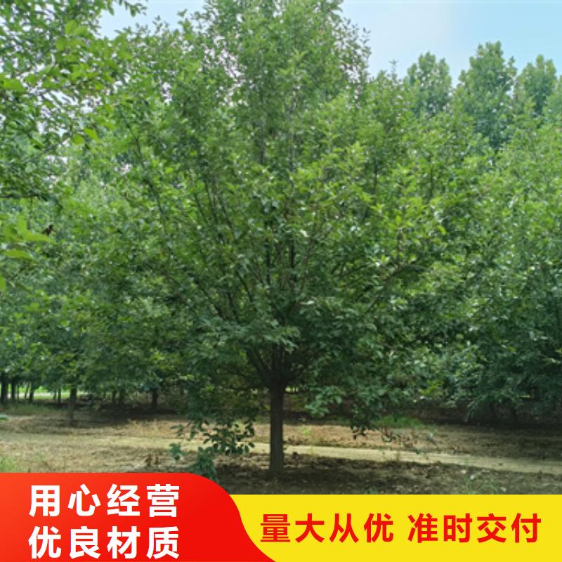 【法桐國槐工藝層層把關】