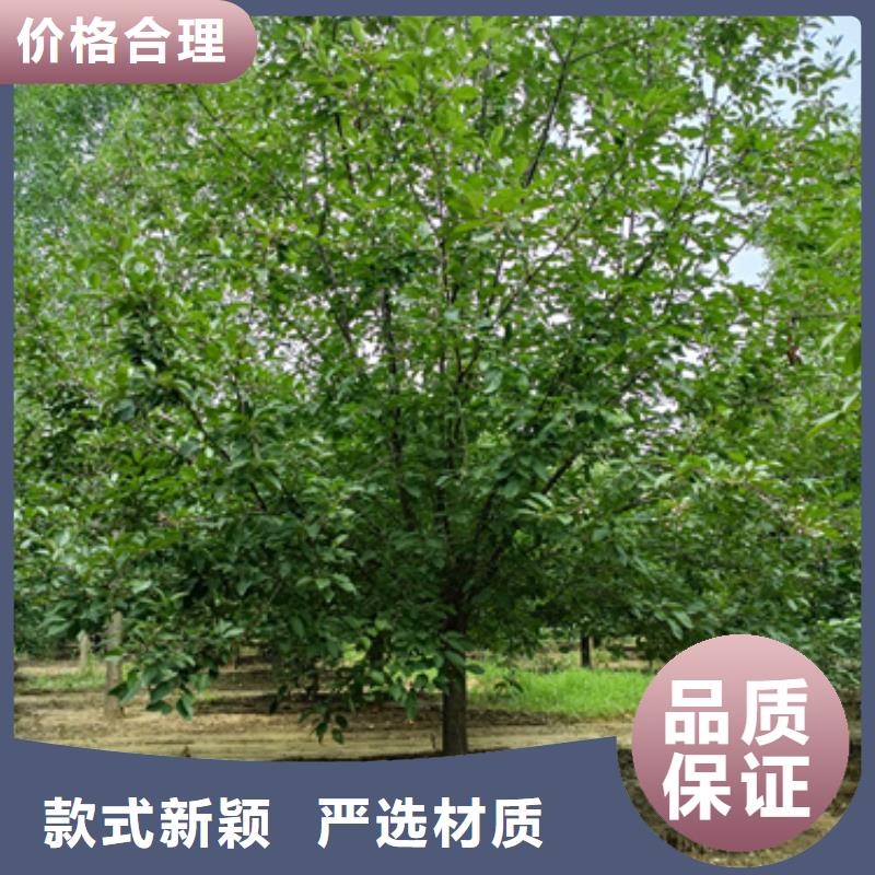 法桐金葉白蠟使用方法
